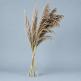 Hudson Feathered Reed Stems - Natural Taupe