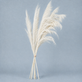Ivory White