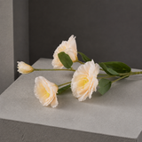 Anton Blooming Lisianthus Stem - Champagne